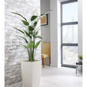 Essentials Heliconia 500x